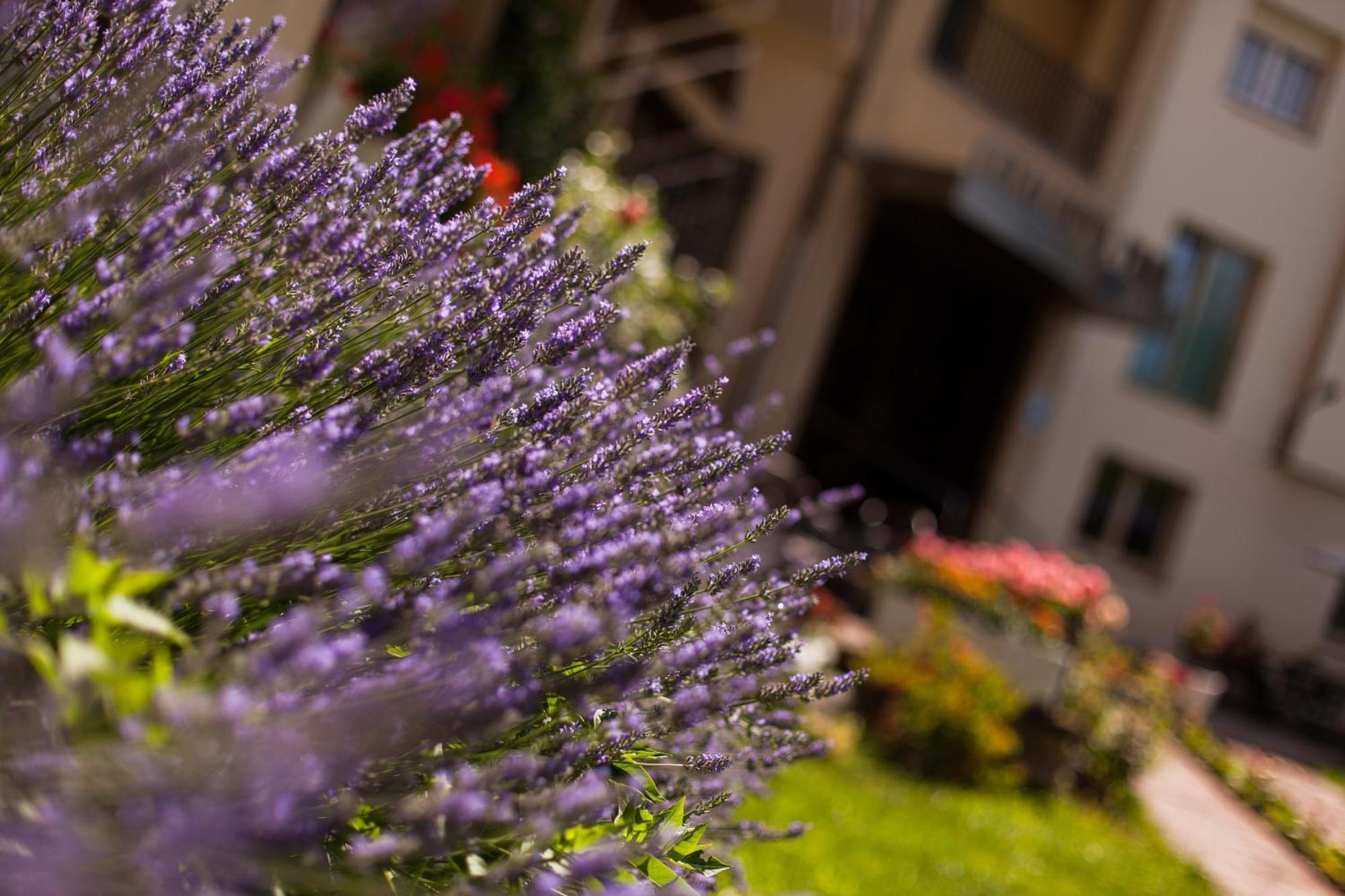 Hotel Catalunya Park Ribes De Freser Extérieur photo
